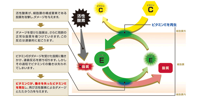 ビタミンEとCのサプリメントは肺がんの広がりを早めますか?