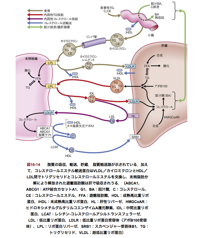 中性脂肪が糖質制限の指標 知ることと学ぶこと