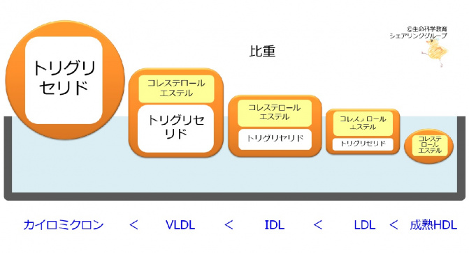 リポタンパク質と動脈硬化 知ることと学ぶこと