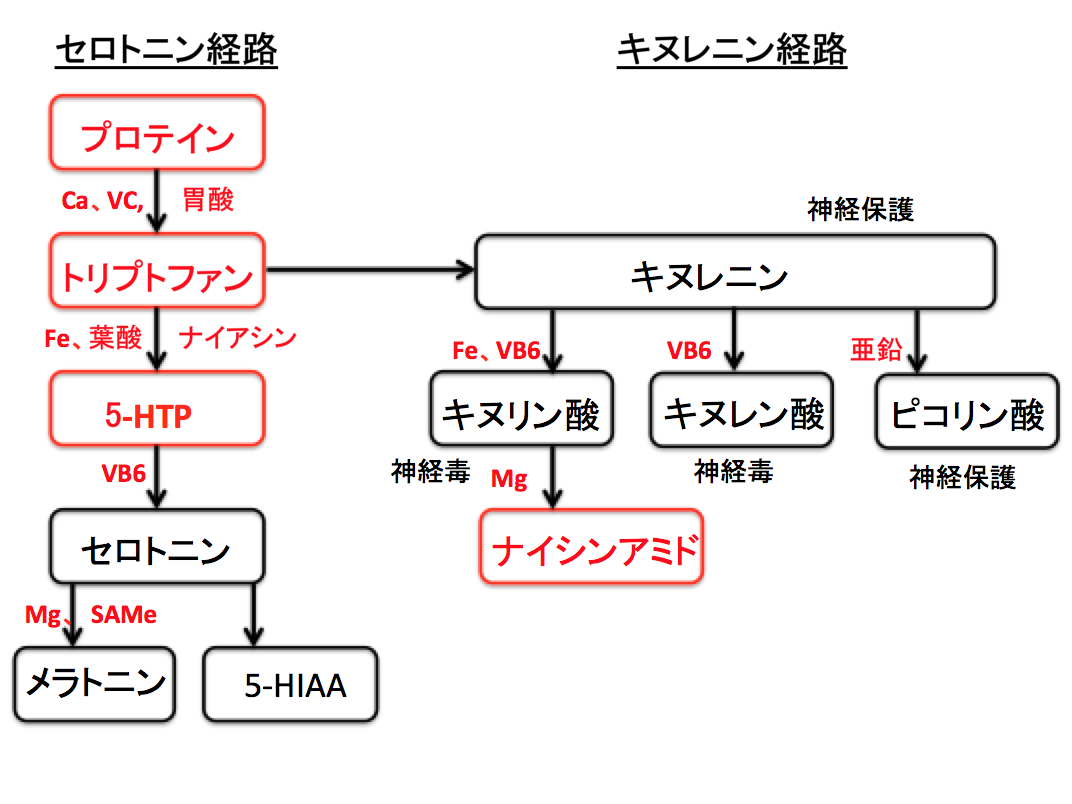 キヌレニン経路 知ることと学ぶこと