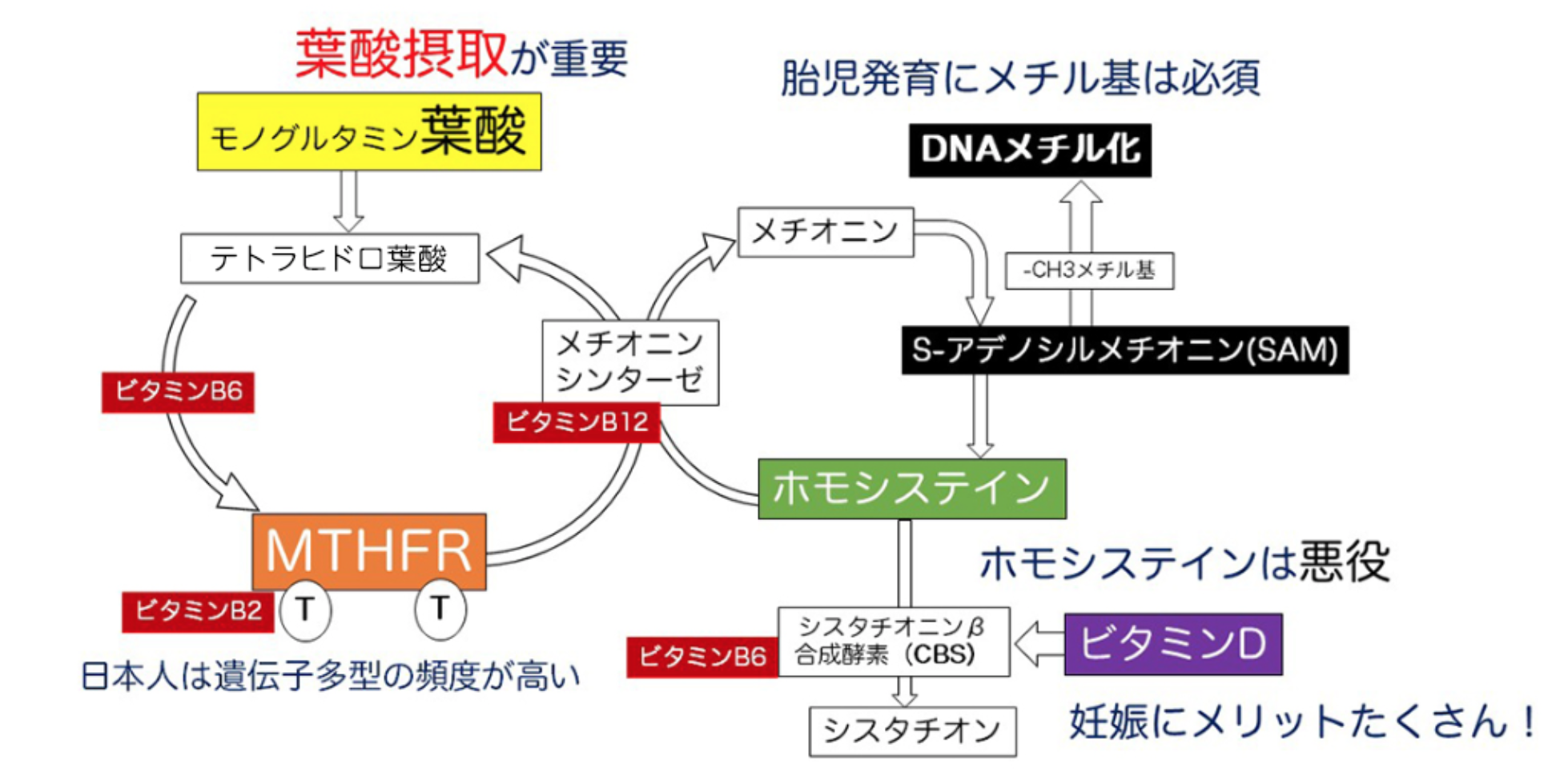 ホモシステインとビタミンD - 天王寺こいでクリニック 心療内科・神経内科・栄養療法