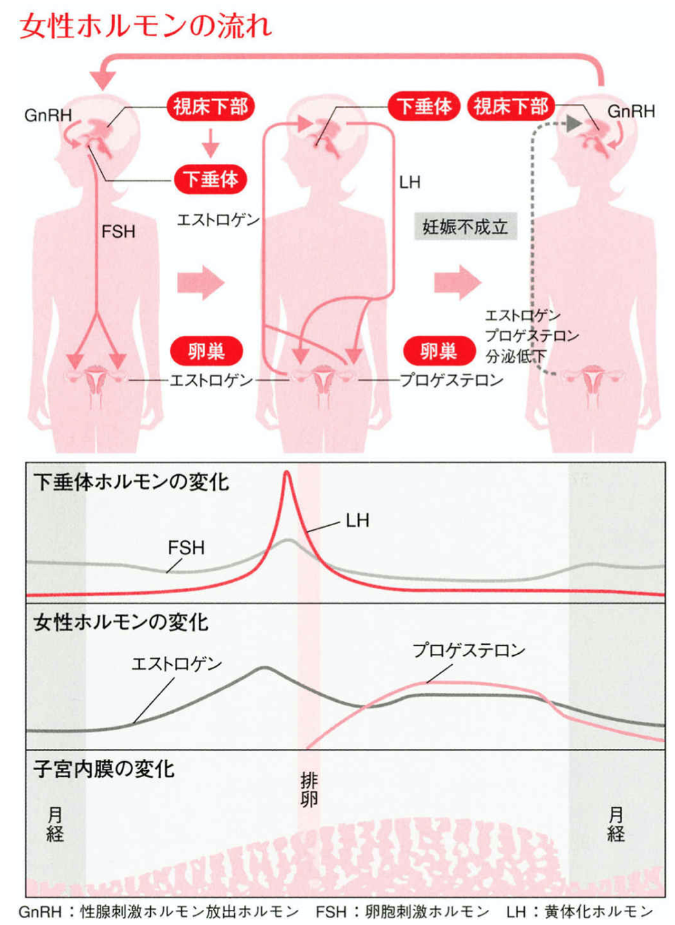 女性ホルモンの動き - 天王寺こいでクリニック 心療内科・神経内科・栄養療法