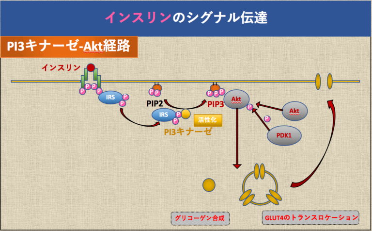 インスリン抵抗性による体重減少にムンジャロはどのように役立ちますか?