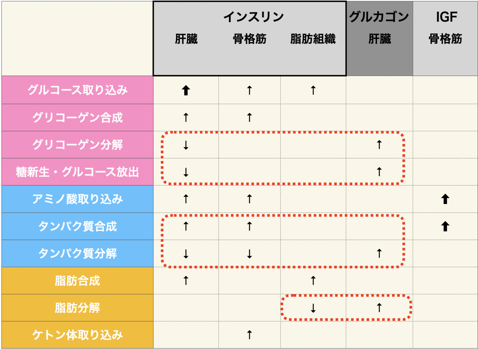 糖尿病とIGFの関係は何ですか?