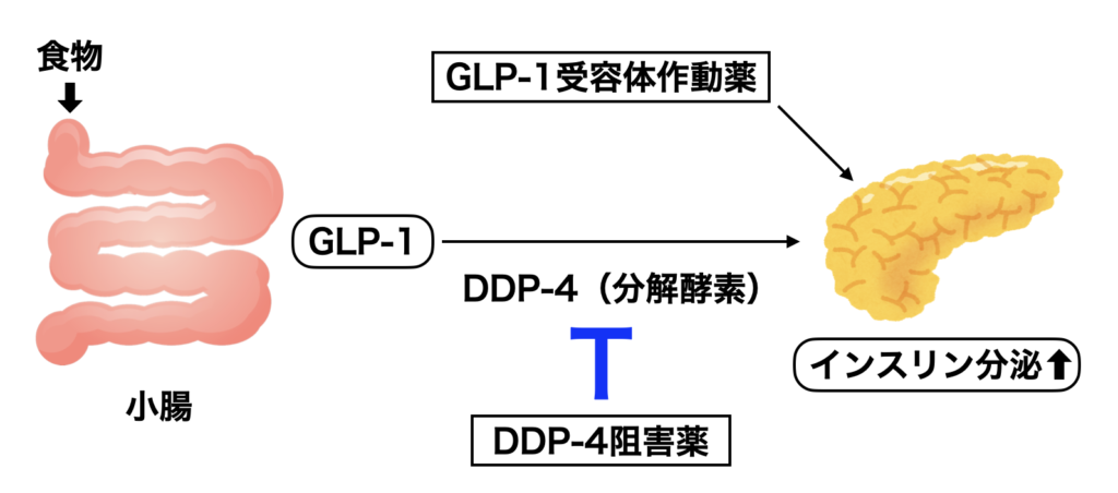 glp 1 アゴニスト ヤセ薬、GLP-1受容体アゴニスト