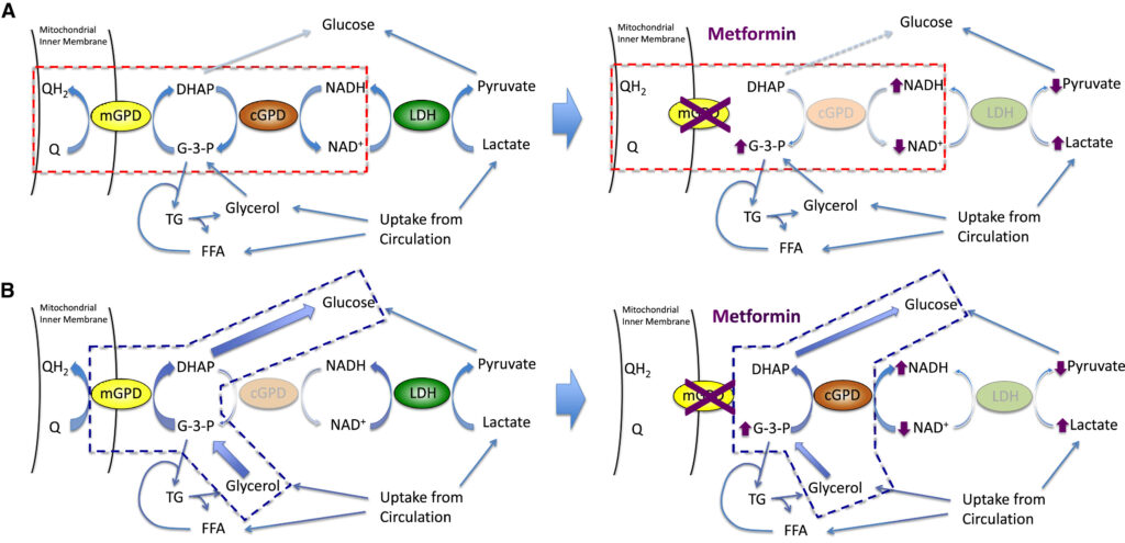 メトホルミンは体重減少を引き起こす可能性がありますか?